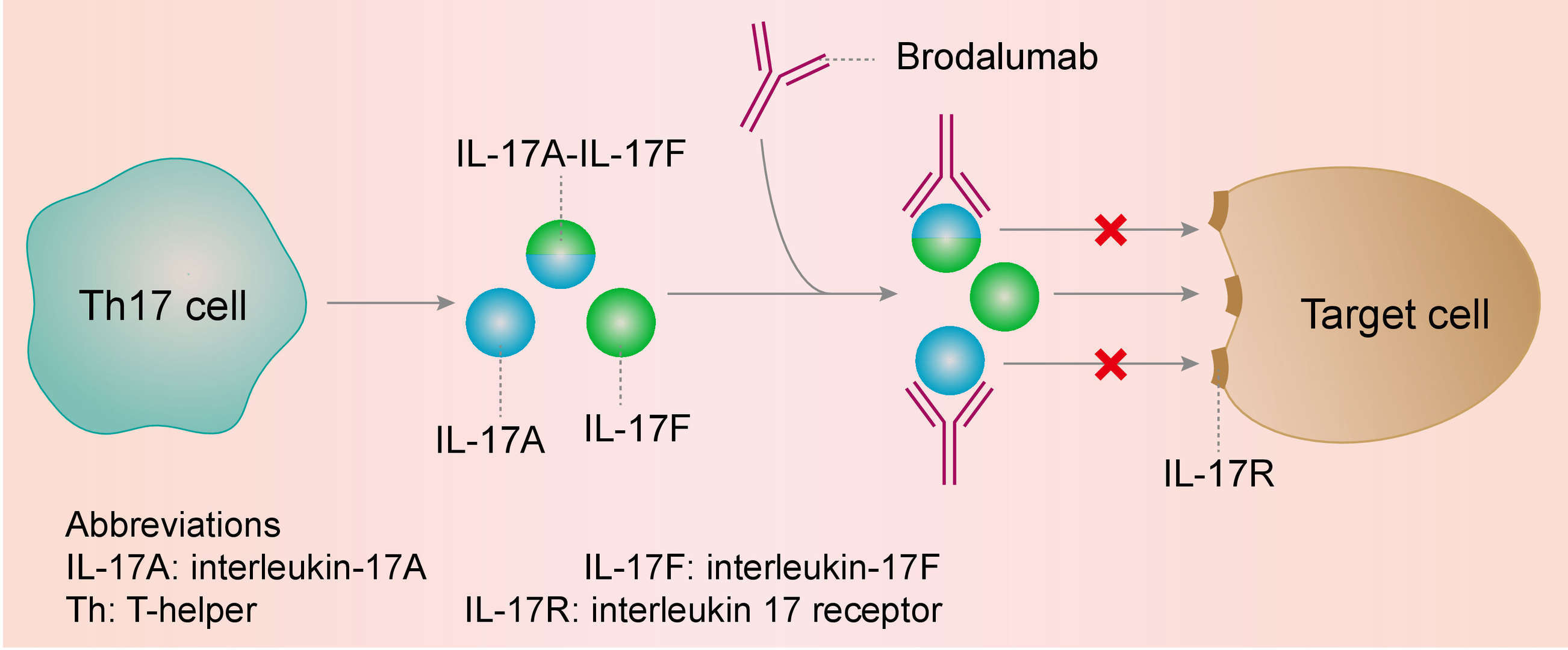 Mechanism of Action of Ixekizumab